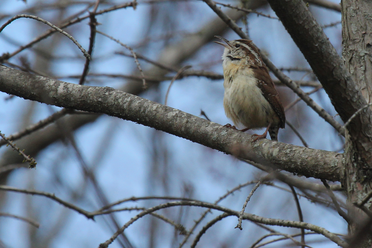 Carolina Wren / 14 Mar / Stumpy Lake NA