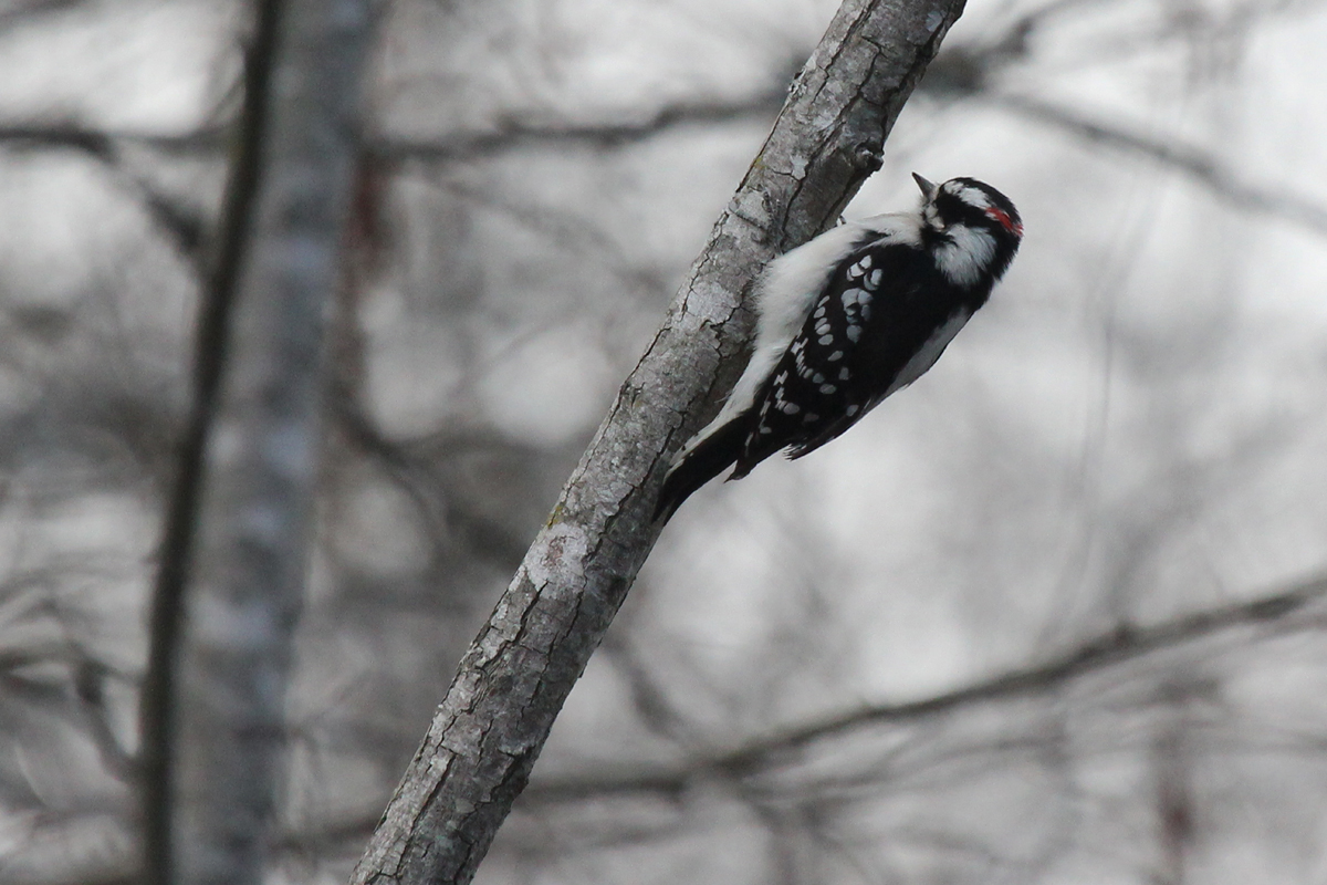 Downy Woodpecker / 14 Mar / Stumpy Lake NA