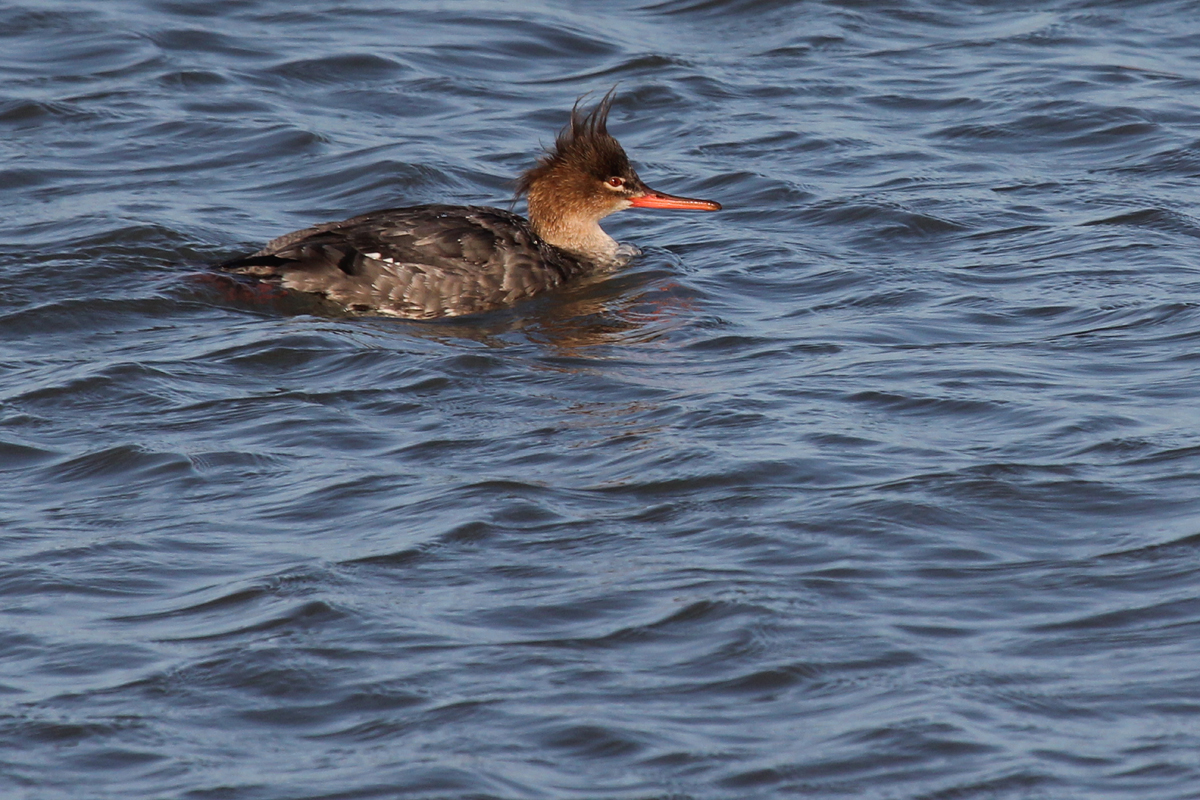 Red-breasted Merganser / 15 Mar / North End Beaches