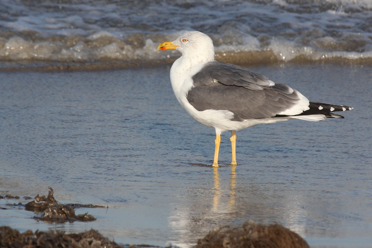 Lesser Black-backed Gull / 15 Mar / North End Beaches