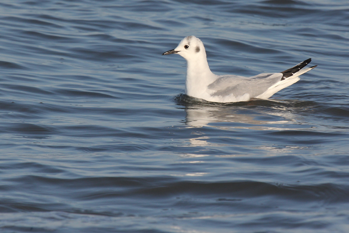 Bonapartes' Gull / 15 Mar / North End Beaches