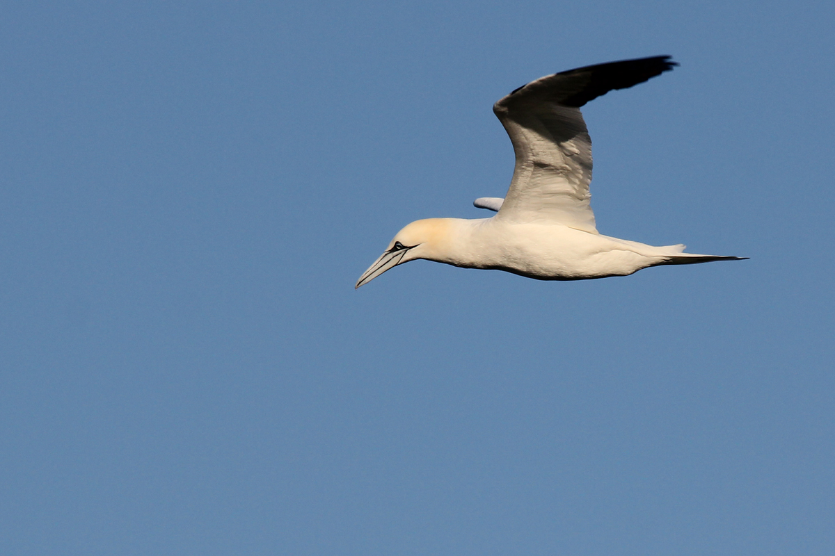 Northern Gannet / 15 Mar / North End Beaches