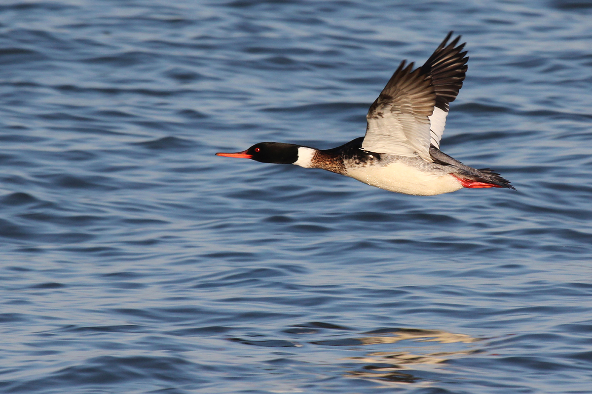 Red-breasted Merganser / 15 Mar / North End Beaches