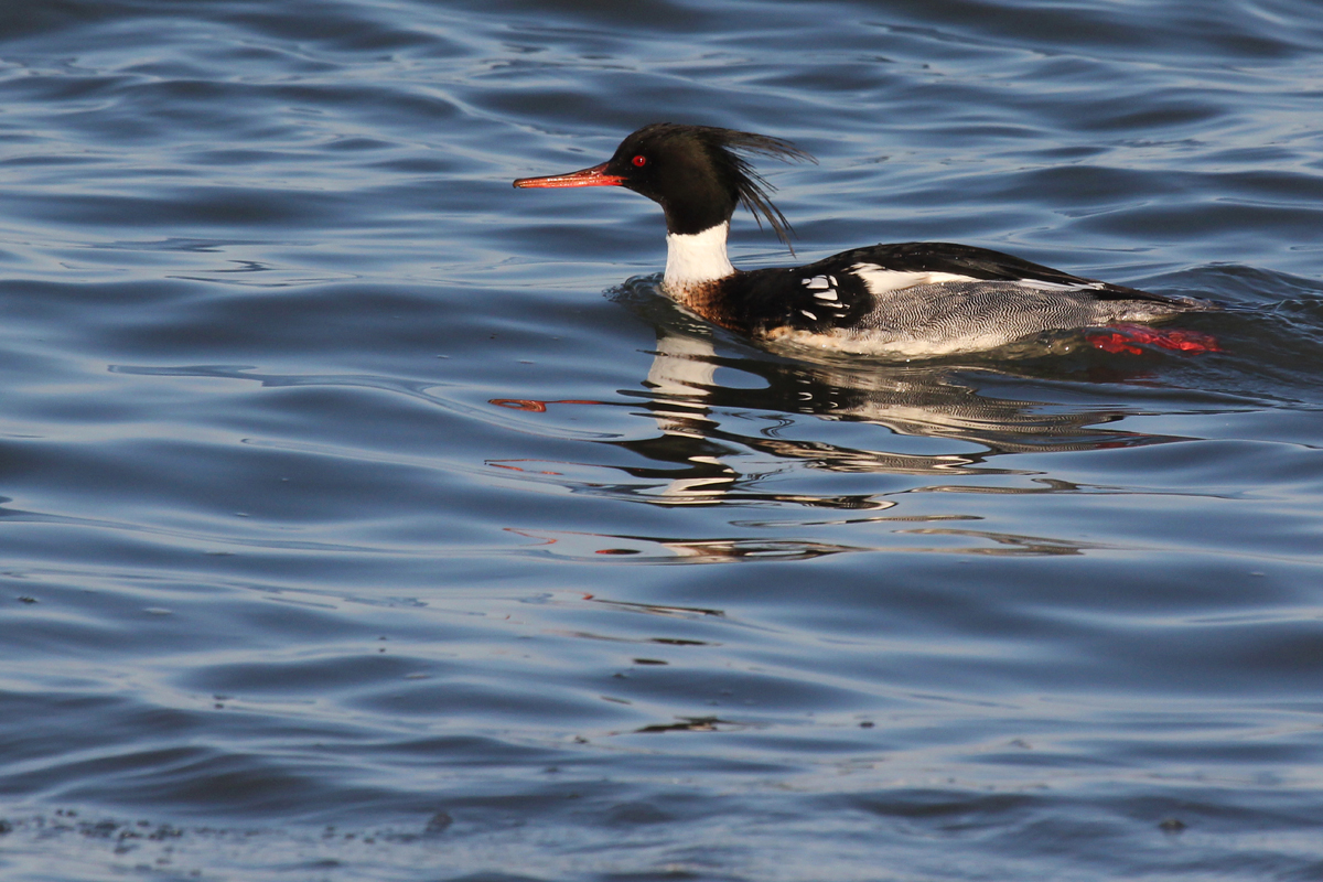Red-breasted Merganser / 15 Mar / North End Beaches