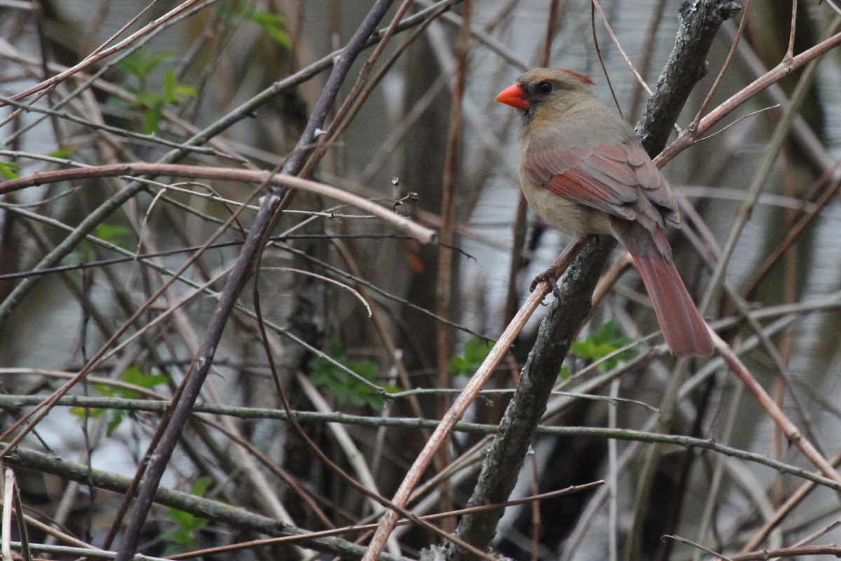 Northern Cardinal / 19 Mar / Stumpy Lake NA