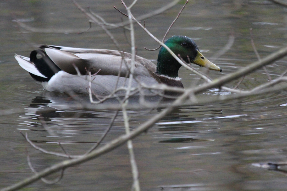 Mallard / 19 Mar / Stumpy Lake NA