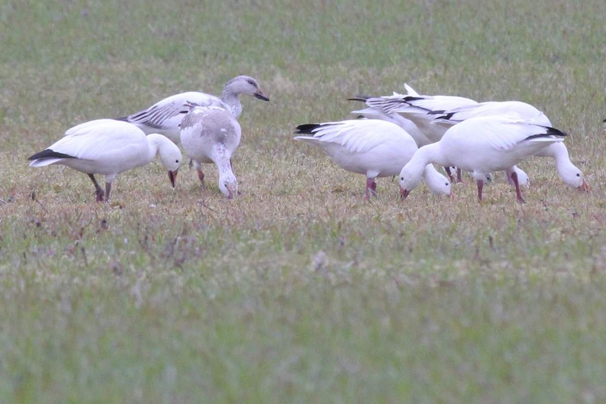 Snow Geese / 20 Mar / Muddy Creek Rd.