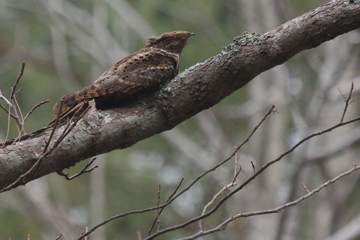 Chuck-will's-widow / 30 Mar / Marshview Park