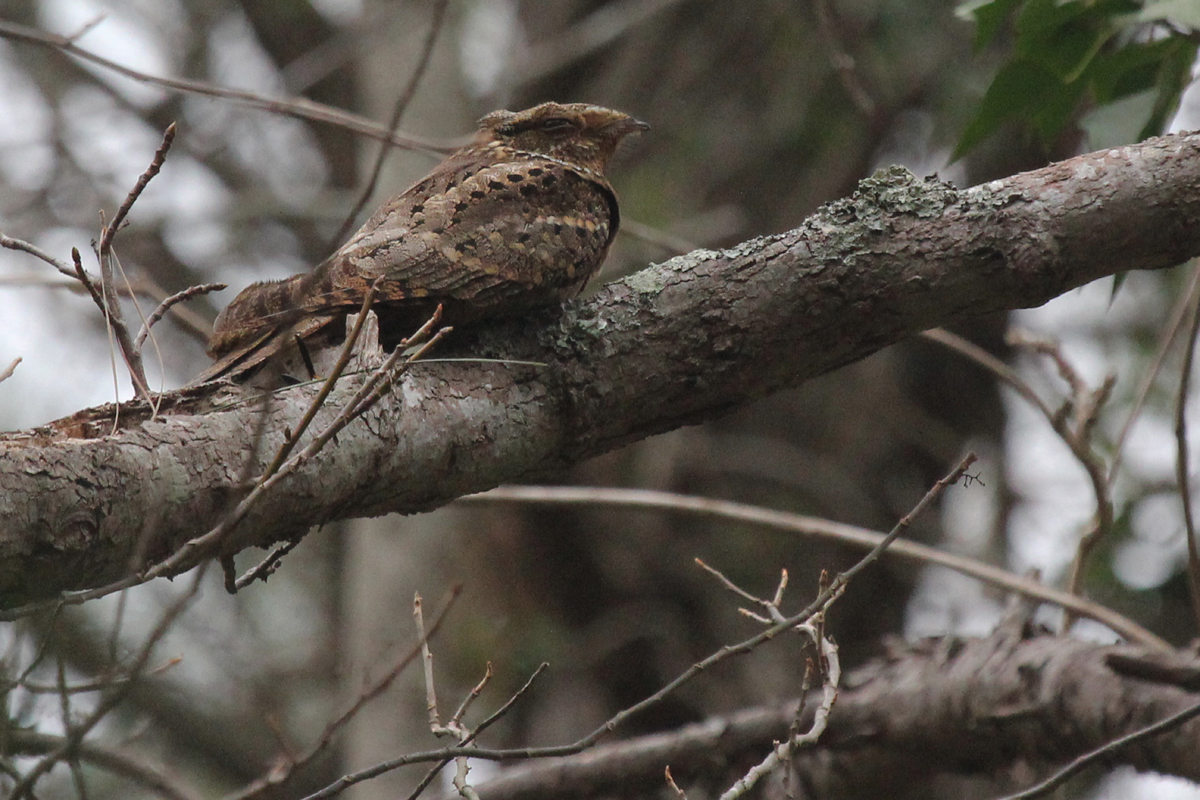 Chuck-will's-widow / 30 Mar / Marshview Park