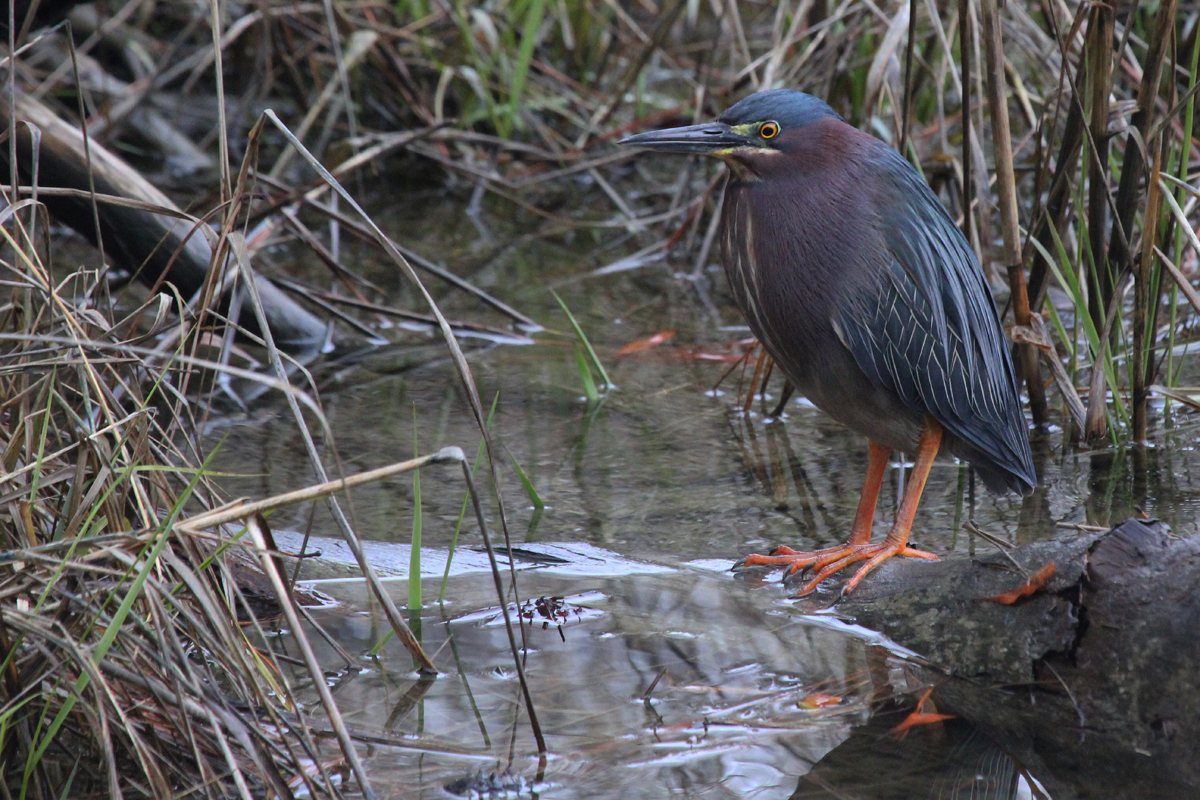 Green Heron / 27 Mar / Pleasure House Point NA