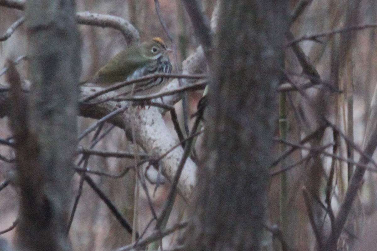 Ovenbird / 29 Mar / West Neck Creek NA