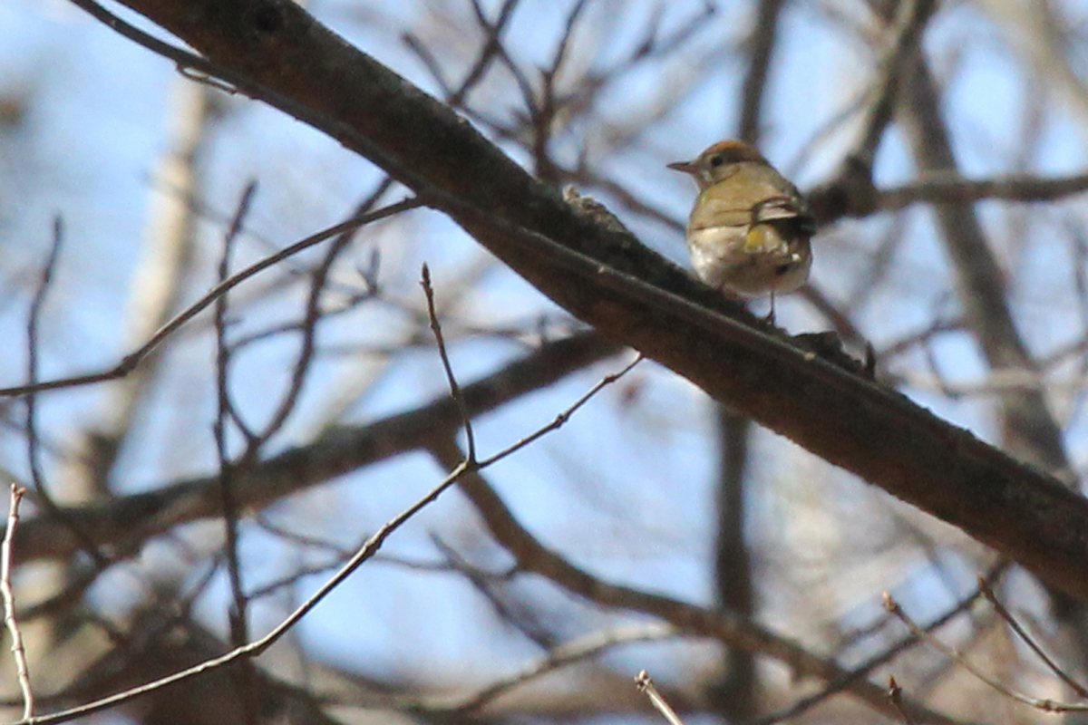 Ovenbird / 31 Mar / Stumpy Lake NA