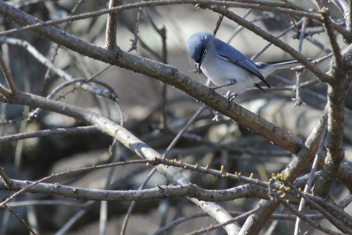 Blue-gray Gnatcatcher / 23 Mar / Stumpy Lake NA