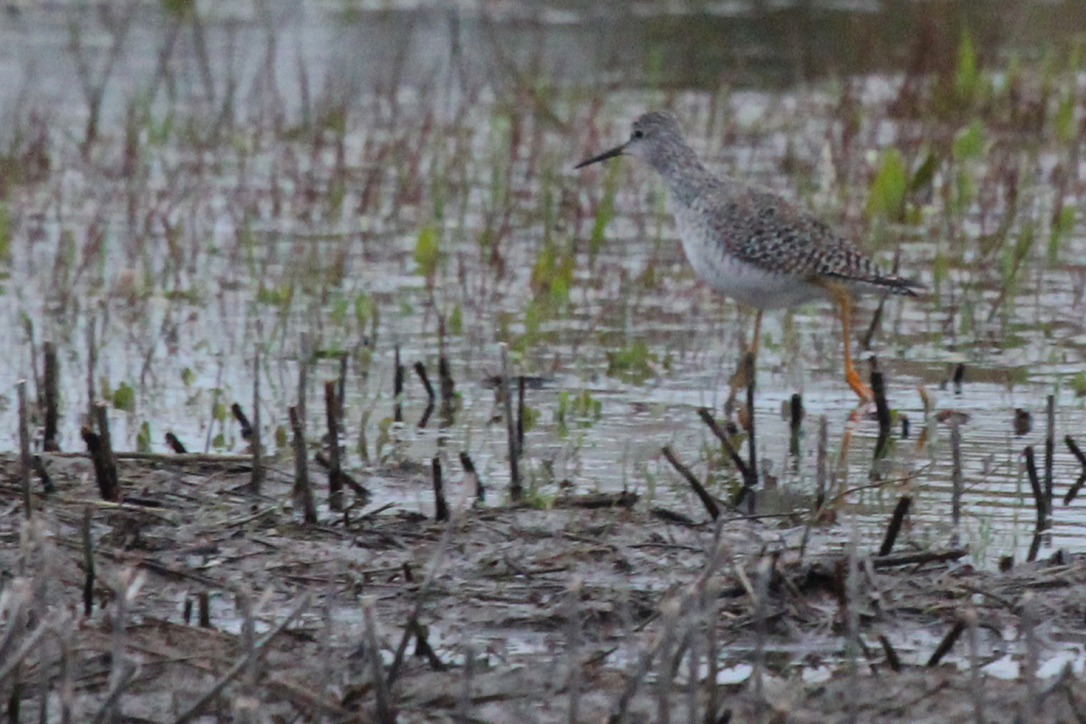 Lesser Yellowlegs / 25 Mar / Princess Anne WMA Whitehurst Tract