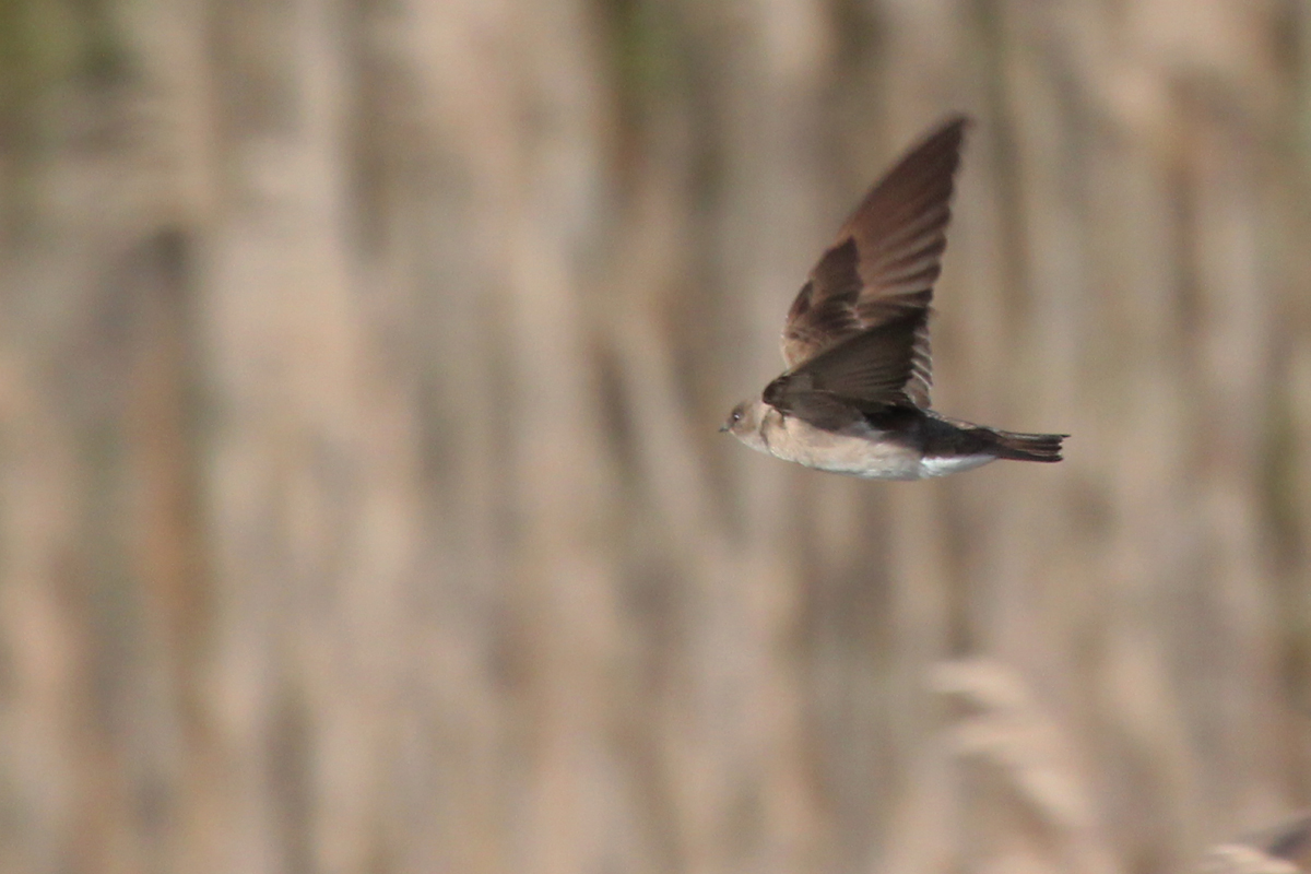 Northern Rough-winged Swallow / 25 Mar / Princess Anne WMA Whitehurst Tract