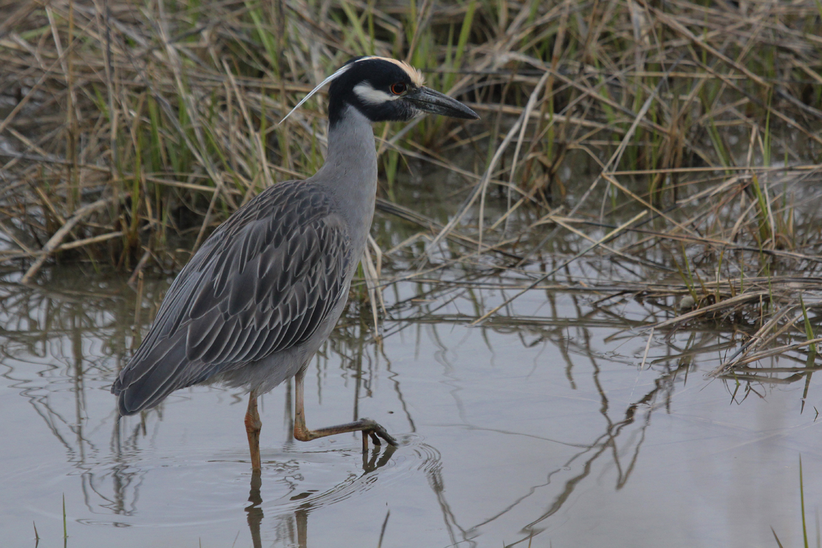 Yellow-crowned Night-Heron / 27 Mar / Pleasure House Point NA