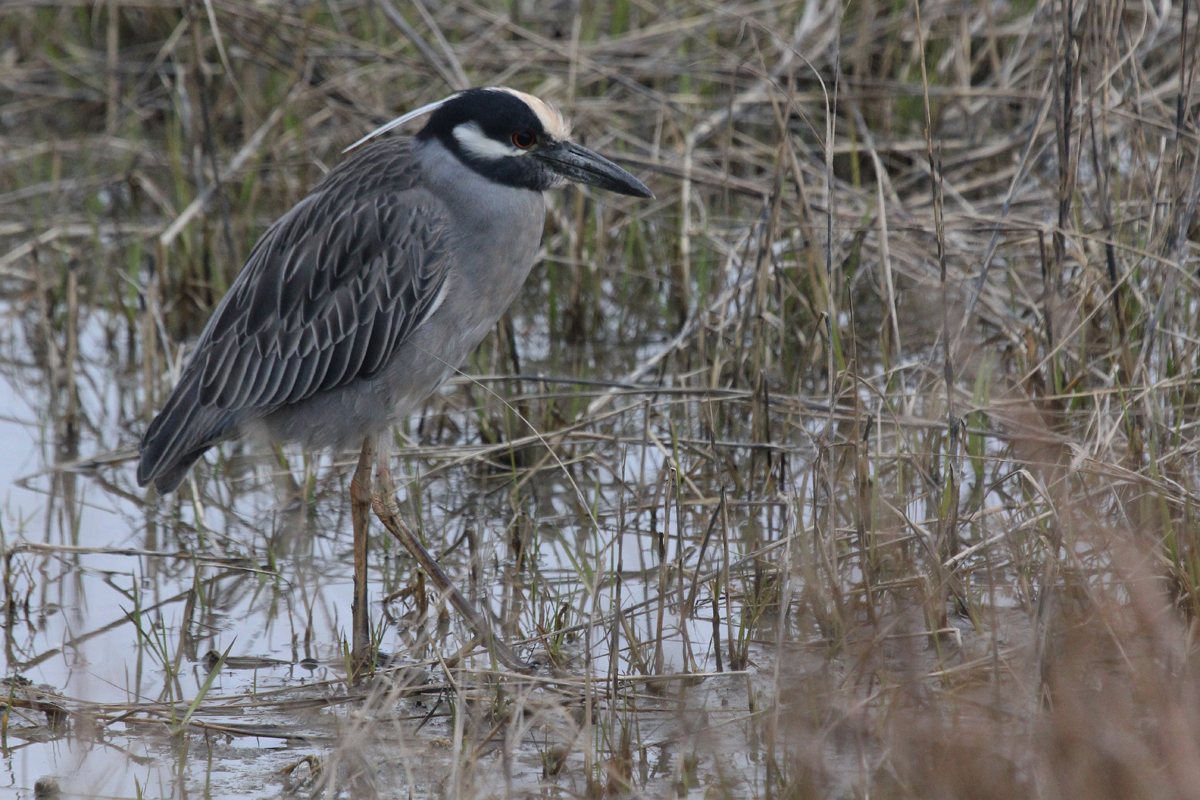 Yellow-crowned Night-Heron / 27 Mar / Pleasure House Point NA