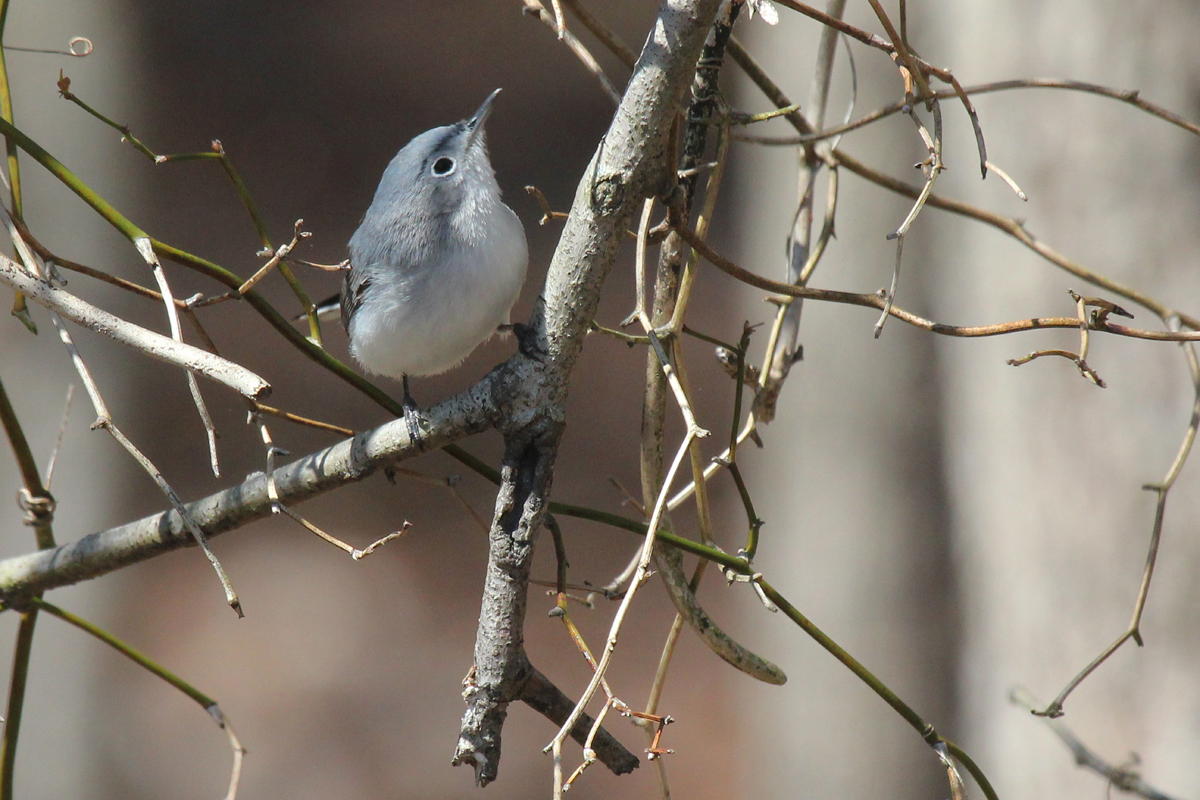 Blue-gray Gnatcatcher / 31 Mar / Stumpy Lake NA