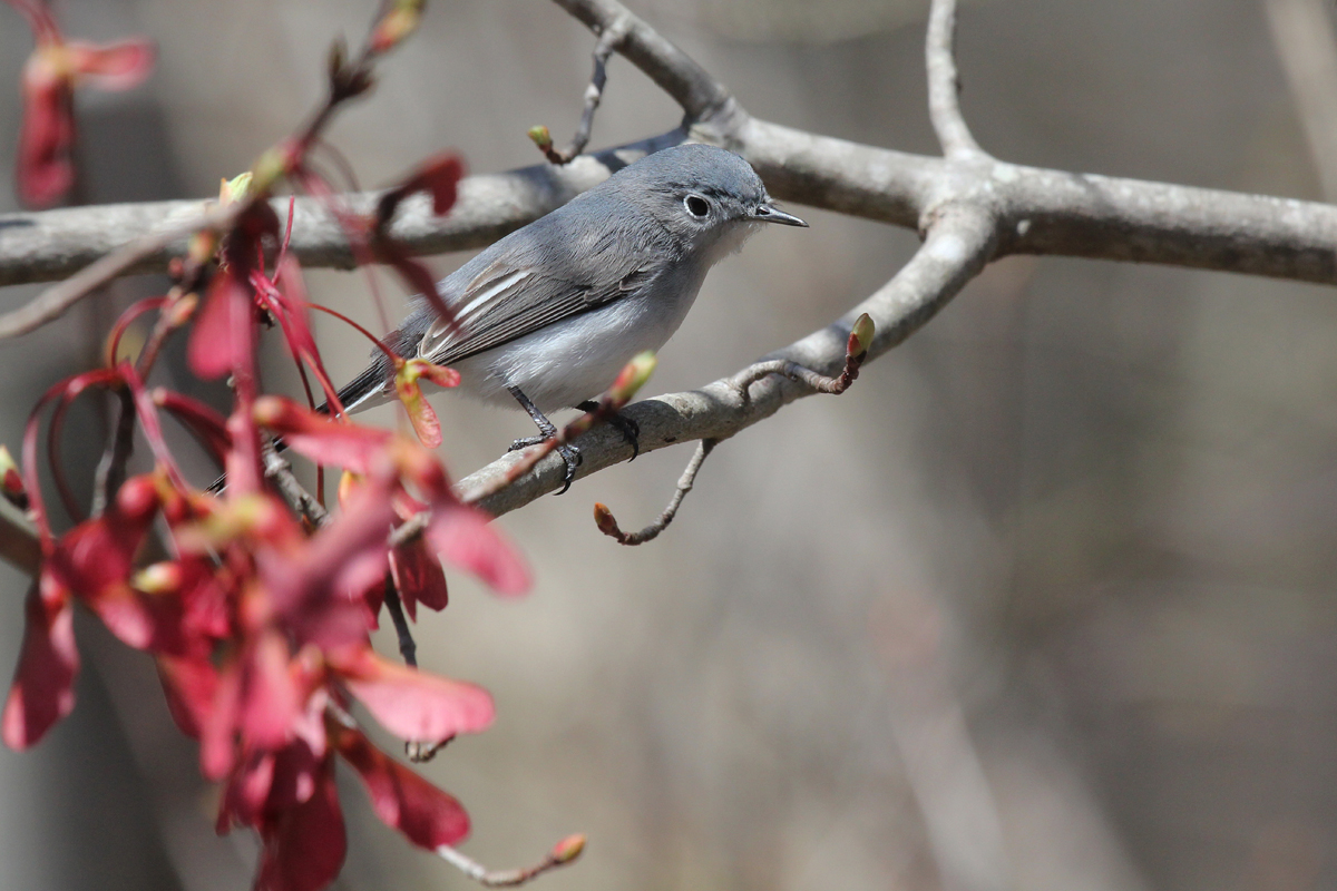 Blue-gray Gnatcatcher / 31 Mar / Stumpy Lake NA