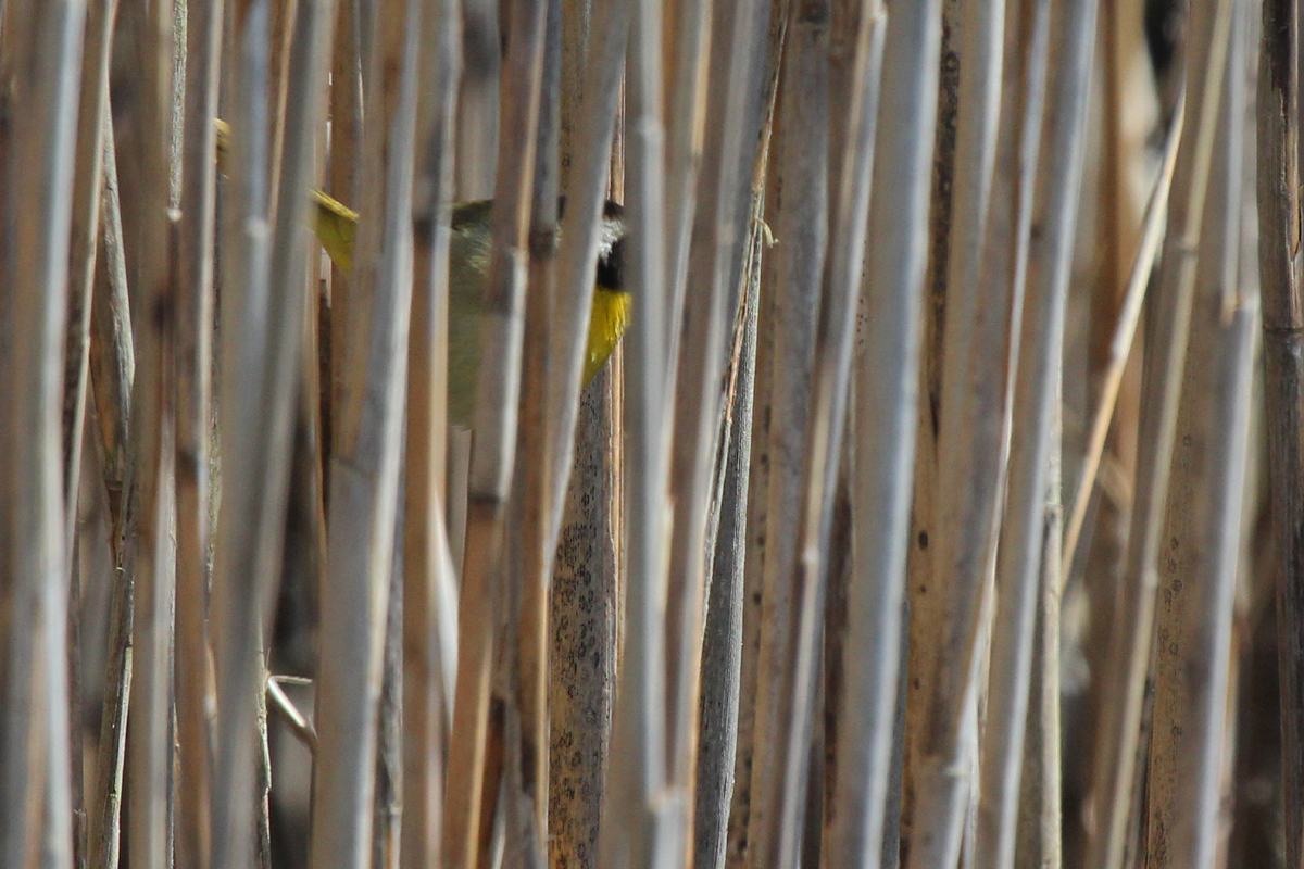 Common Yellowthroat / 31 Mar / Back Bay NWR