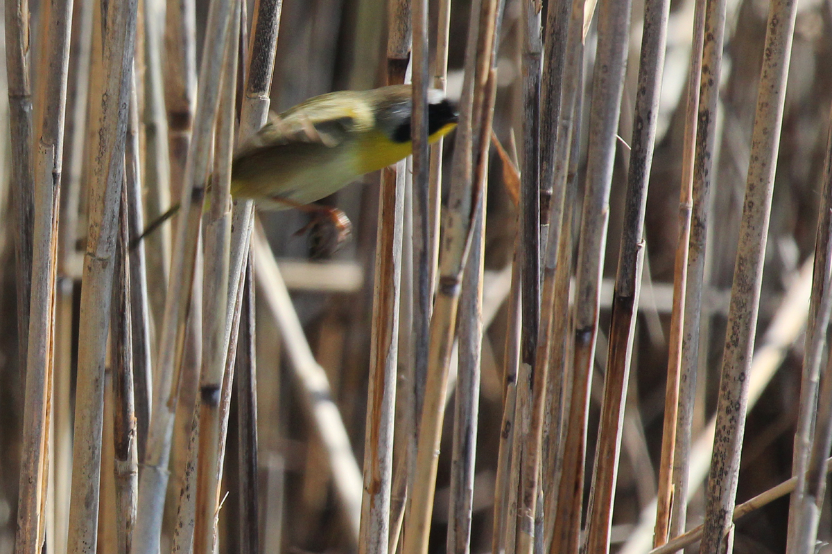 Common Yellowthroat / 31 Mar / Back Bay NWR