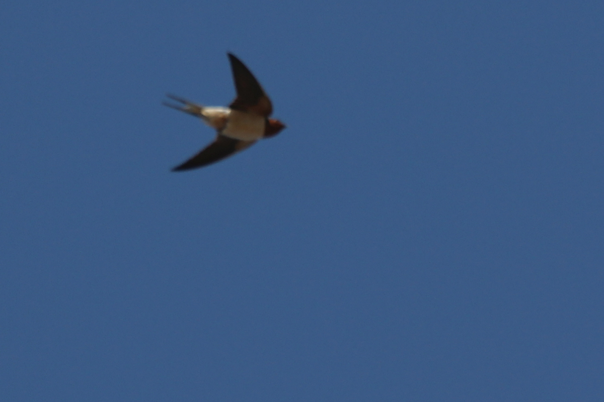 Barn Swallow / 31 Mar / Sandbridge