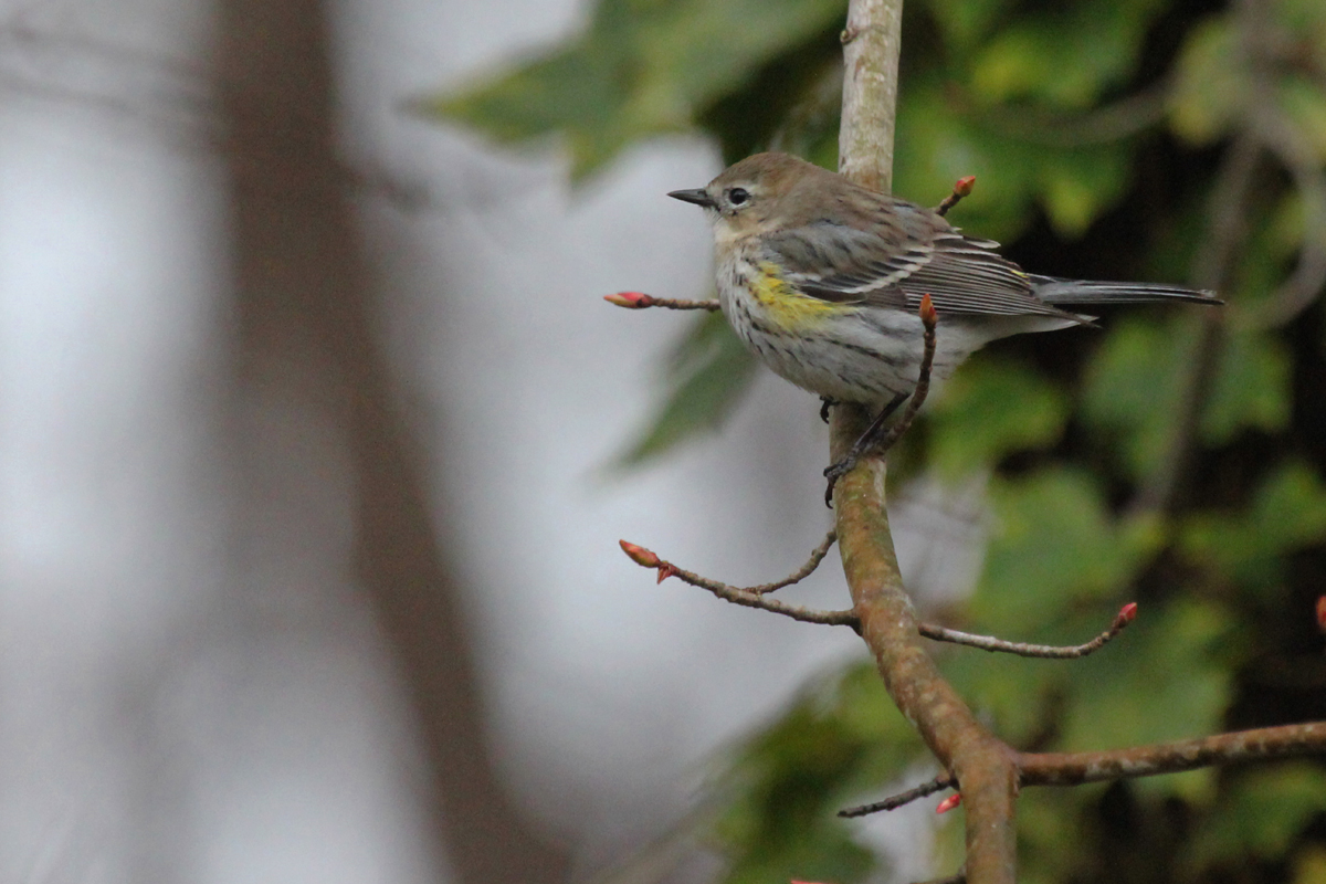 Yellow-rumped Warbler / 21 Mar