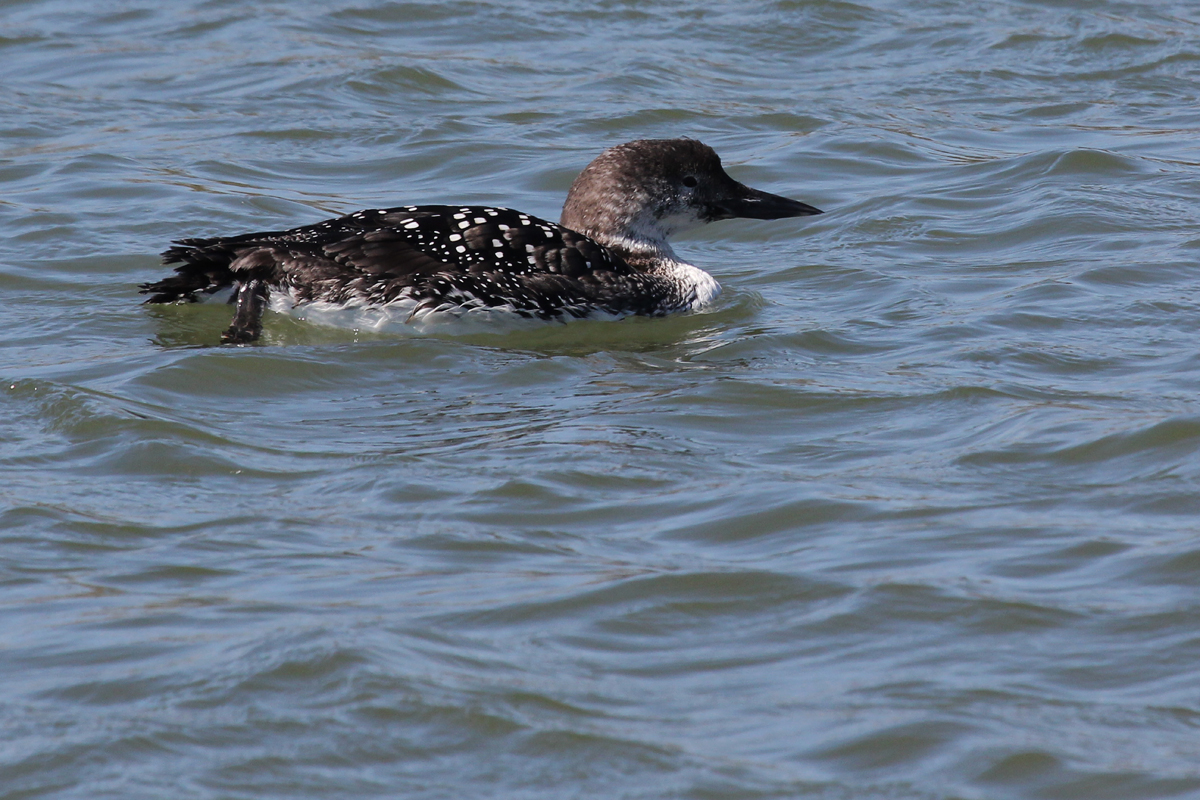 Common Loon / 22 Mar / Rudee Inlet