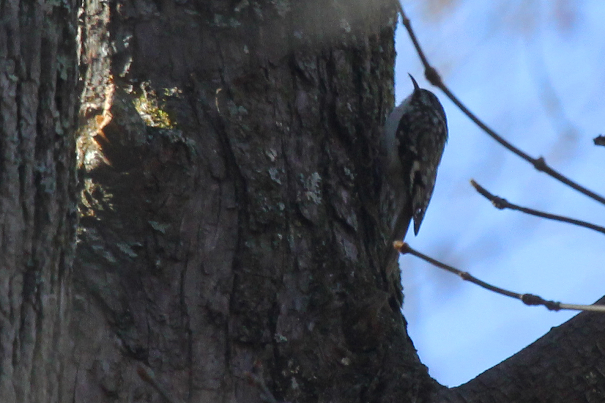 Brown Creeper / 23 Mar / Stumpy Lake NA