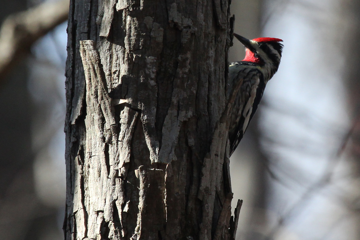 Yellow-bellied Sapsucker / 23 Mar / Stumpy Lake NA