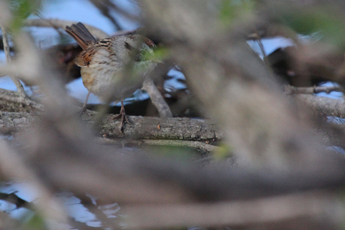 Swamp Sparrow / 23 Mar / Stumpy Lake NA