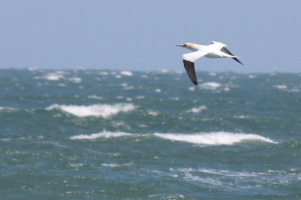 Northern Gannet / 25 Mar / Little Island Park