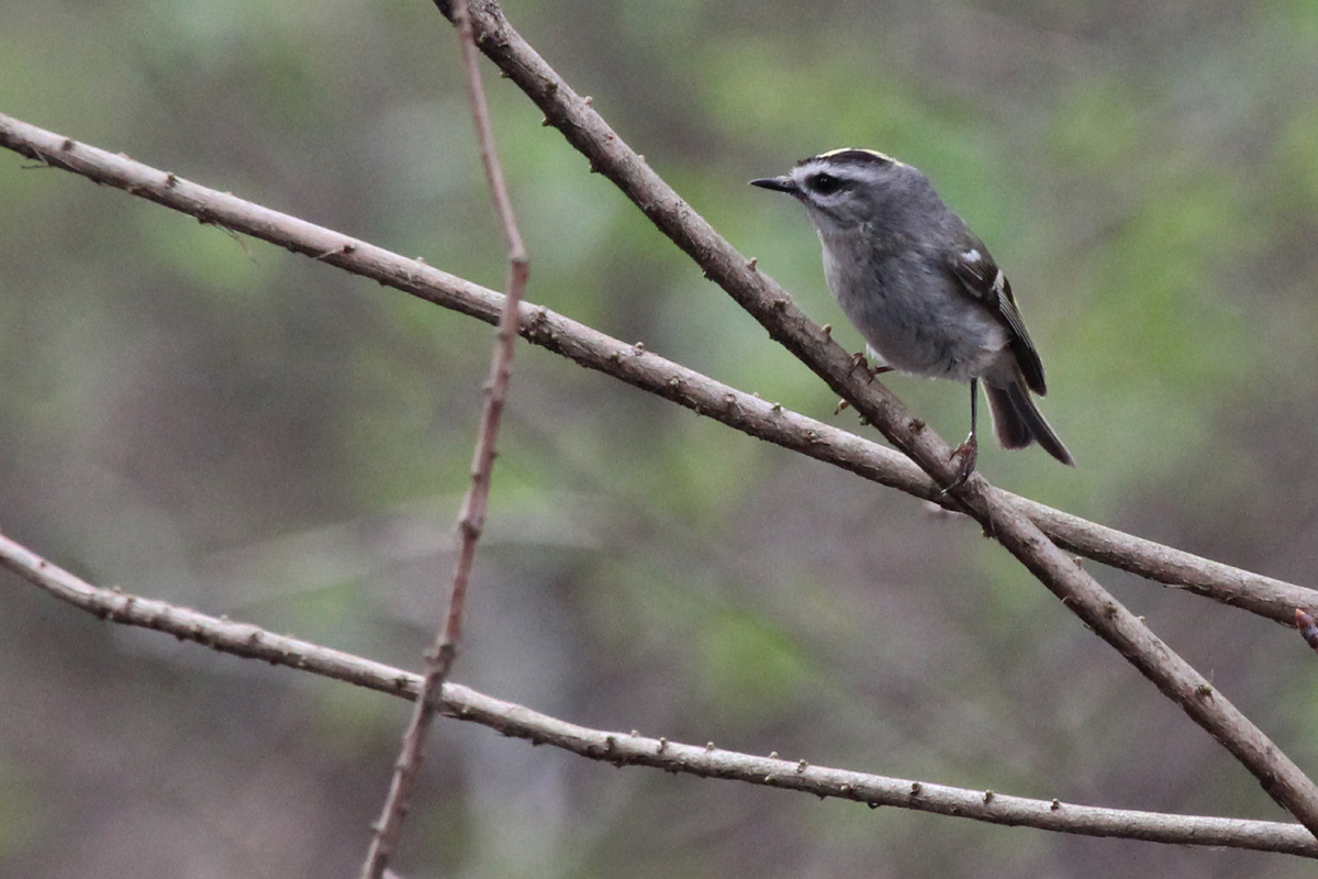 Golden-crowned Kinglet / 29 Mar / Stumpy Lake NA