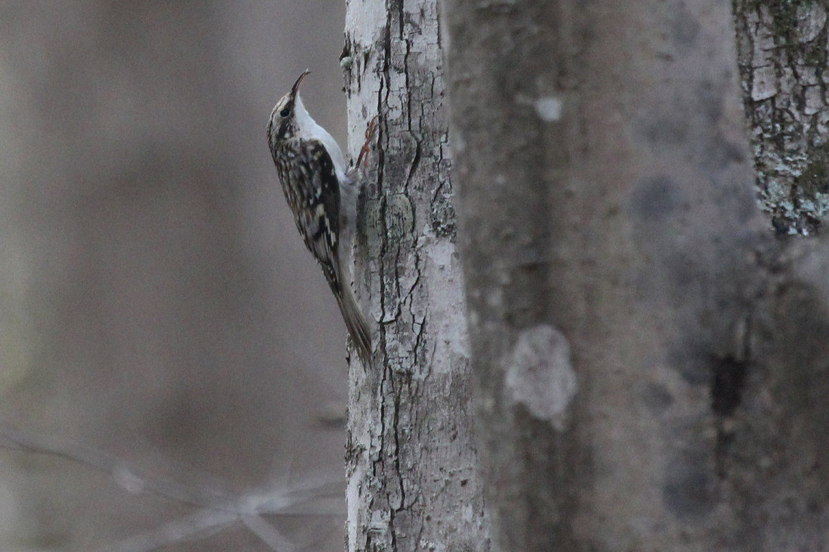 Brown Creeper / 29 Mar / Stumpy Lake NA