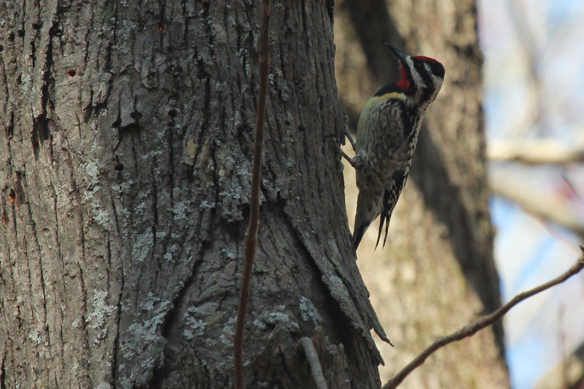 Yellow-bellied Sapsucker / 31 Mar / Stumpy Lake NA