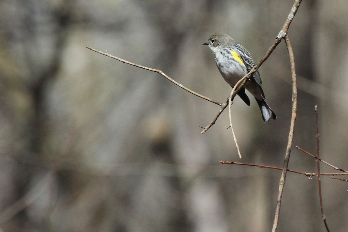 Eastern Phoebe / 31 Mar / Stumpy Lake NA