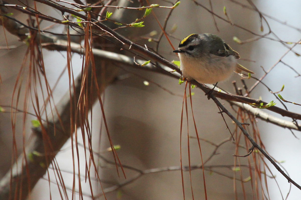 Golden-crowned Kinglet / 31 Mar / Stumpy Lake NA