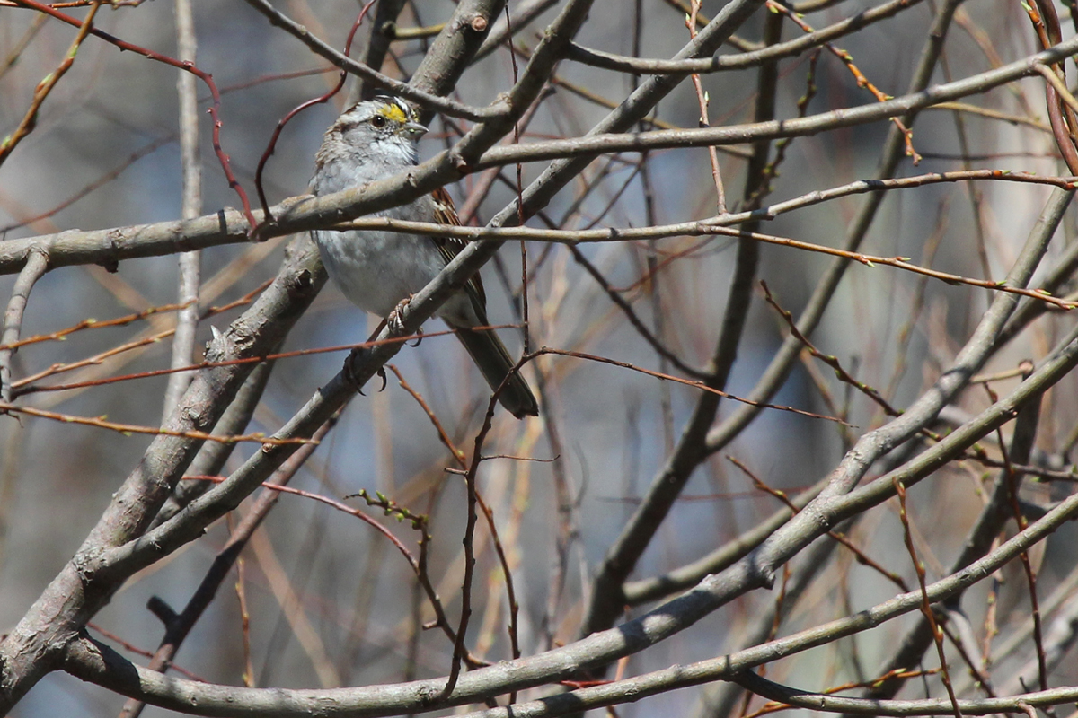 White-throated Sparrow / 31 Mar / Stumpy Lake NA