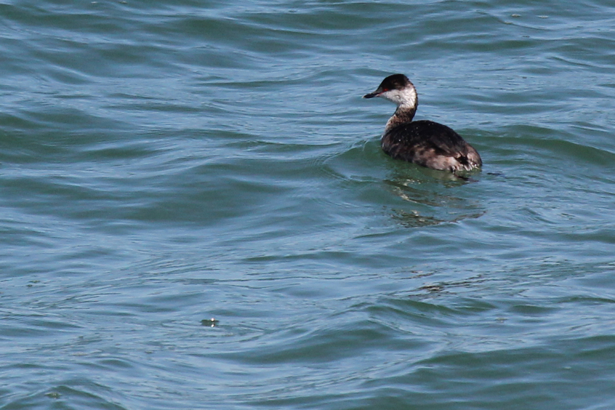 Horned Grebe / 31 Mar / Little Island Park