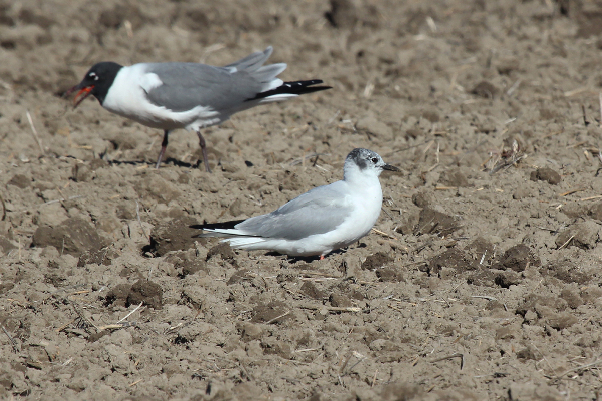 Laughing & Bonaparte's Gull / 31 Mar / Morris Neck Rd.