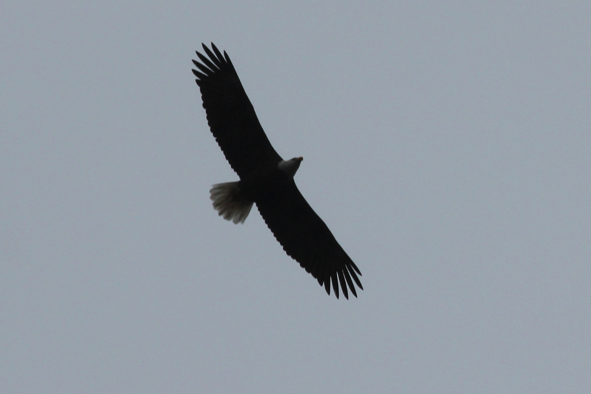 Bald Eagle / 21 Mar