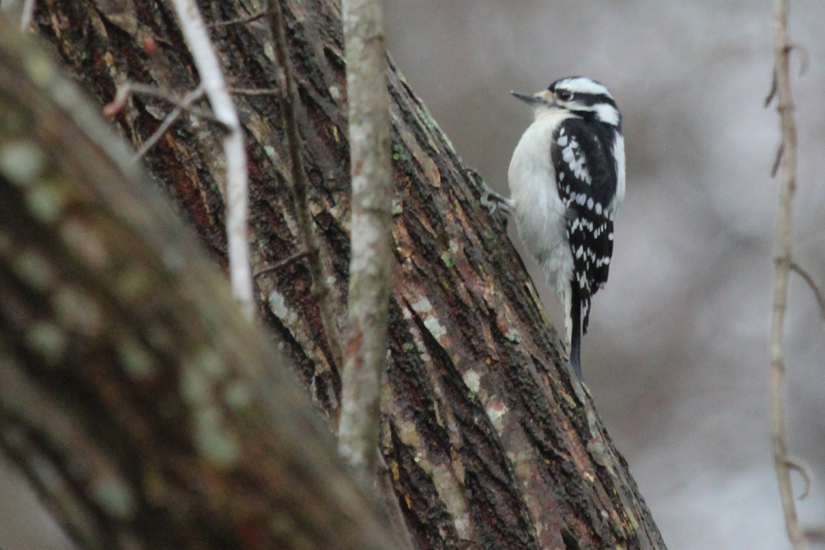 Downy Woodpecker / 21 Mar
