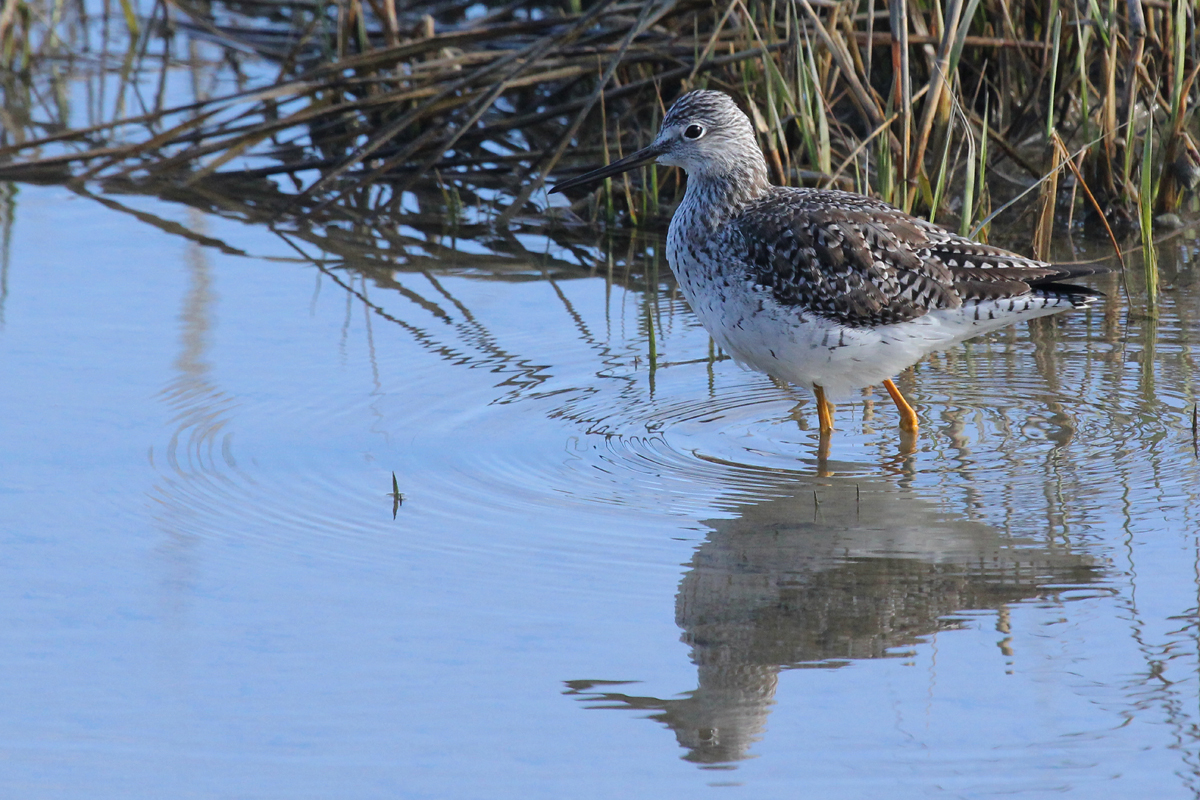 Greater Yellowlegs / 22 Mar / Pleasure House Point NA