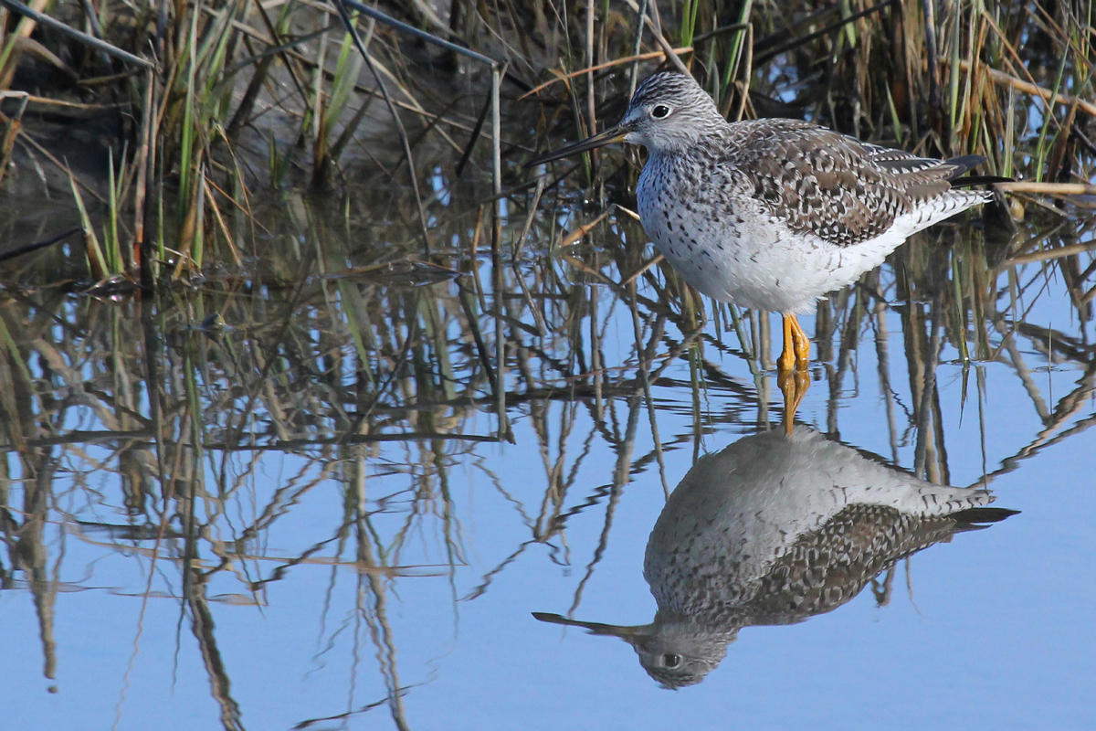 Greater Yellowlegs / 22 Mar / Pleasure House Point NA