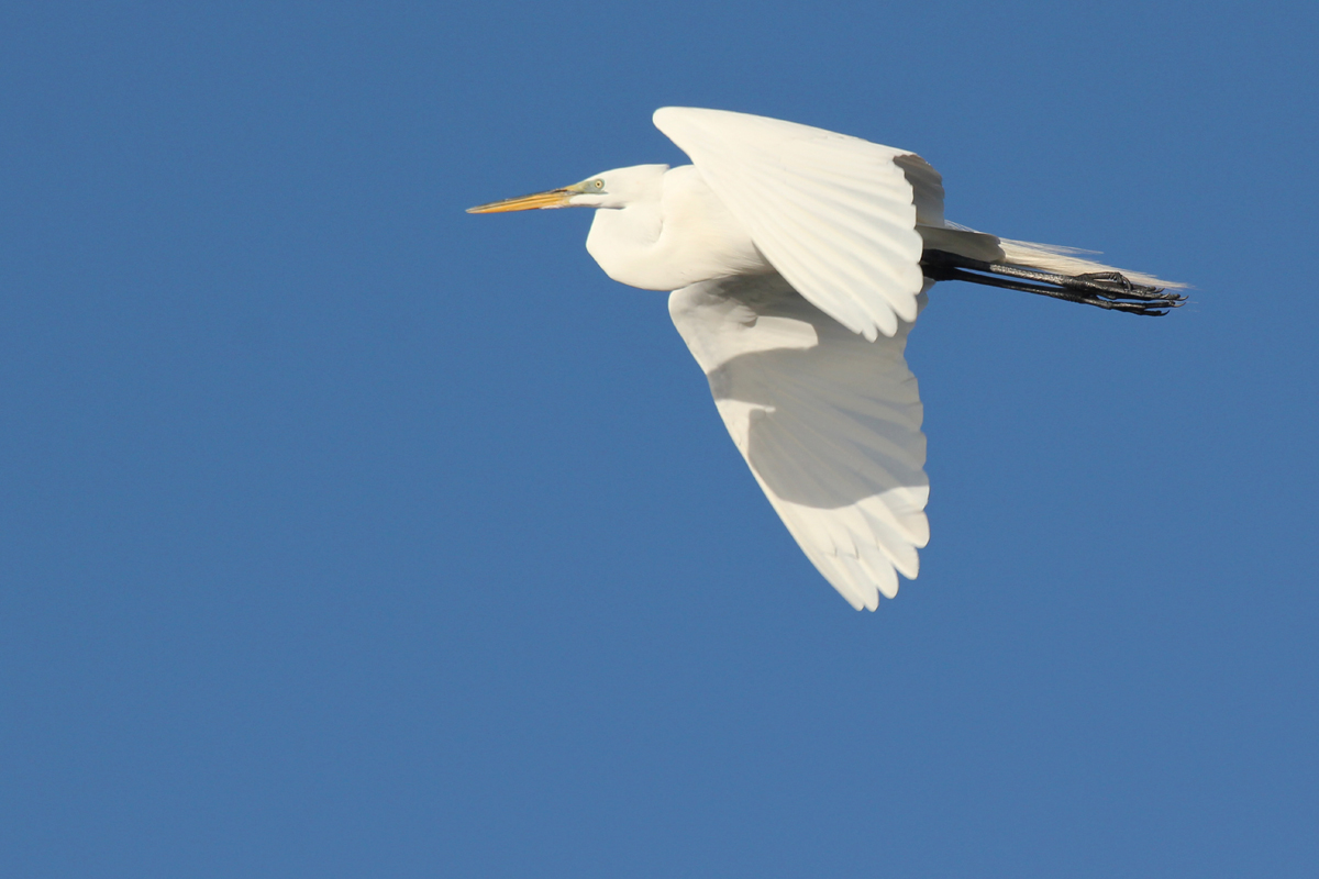 Great Egret / 22 Mar / Pleasure House Point NA