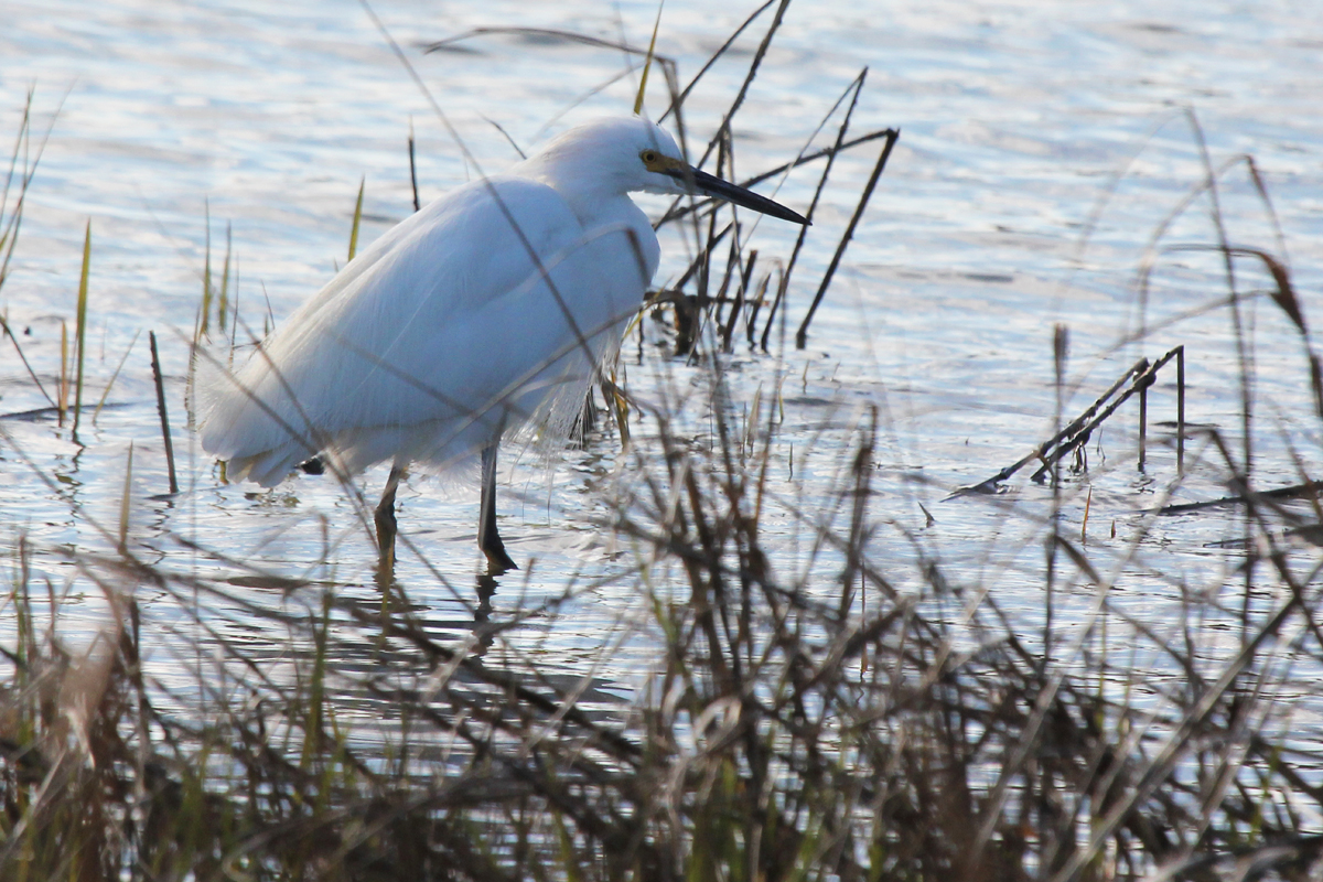 Snowy Egret / 22 Mar / Pleasure House Point NA