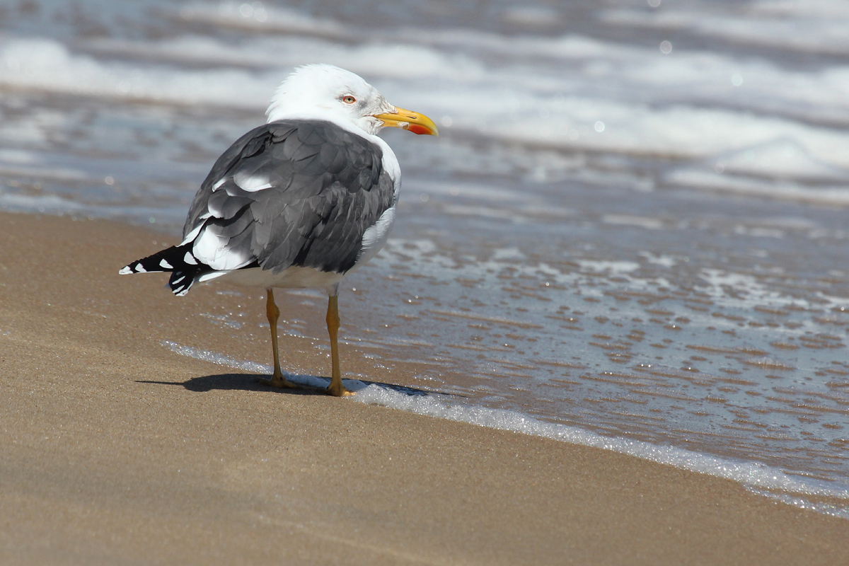 Lesser Black-backed Gull / 25 Mar / Little Island Park