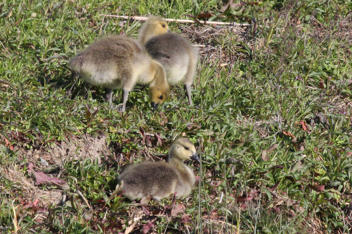 Canada Geese / 25 Mar / Kellam HS