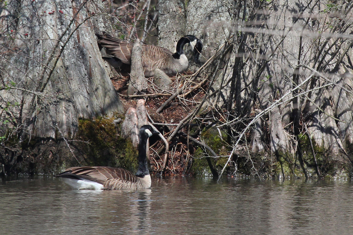 Canada Geese / 31 Mar / Stumpy Lake NA