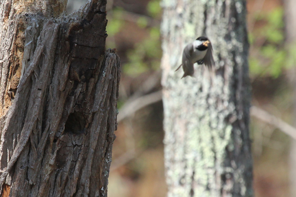 Carolina Chickadee / 31 Mar / Stumpy Lake NA